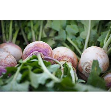Rohrer Seeds 7-14 1/2 in 1 in Purple Top White Globe Turnip Seeds