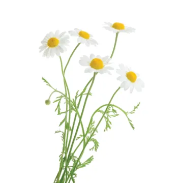 Rohrer Seeds 10-14 Sprinkle on Surface 24 in Chamomile Seeds