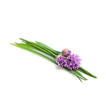 Rohrer Seeds 7-14 1/4 in 1 in Chive Seeds