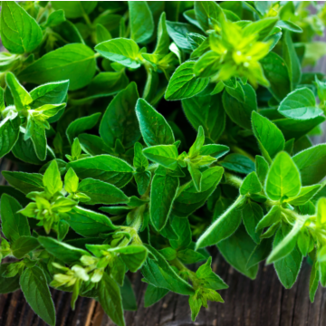 Rohrer Seeds Marjoram Seeds