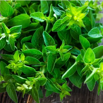 Rohrer Seeds Marjoram Seeds