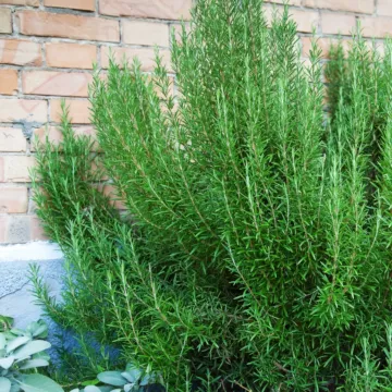 Rohrer Seeds Rosemary Seeds