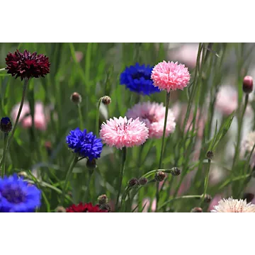 Rohrer Seeds 14 1/8 in 8-12 in Annual Polka Dot Mixed Bachelor Button Seeds