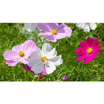 Rohrer Seeds 3-5 1/4 in 9-12 in Annual Sensation Mixed Cosmos Seeds