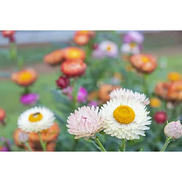 Rohrer Seeds 12-21 12-15 in 12-40 in Annual Tall Helichrysum Mixed Strawflower Seeds