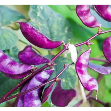 Rohrer Seeds Hyacinth Bean Vine Seeds