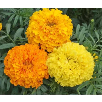 Rohrer Seeds Crackerjack Marigold Seeds