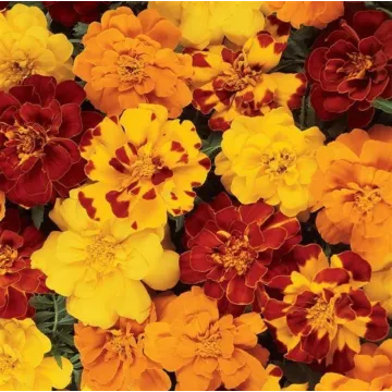 Rohrer Seeds Durango Outback Marigold Mixed Seeds