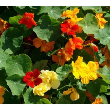 Rohrer Seeds Whirlybird Mixed Nasturtium Seeds