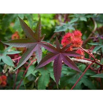 Rohrer Seeds Castor Bean Flowers