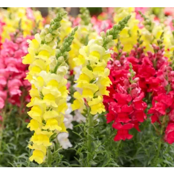 Rohrer Seeds Maxi Mix Snapdragon Seeds