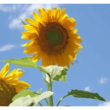 Rohrer Seeds Mammoth Russian Sunflower Seeds