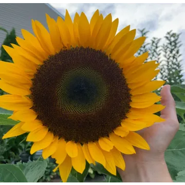 Rohrer Seeds Oil Type Hybrid Sunflower Seeds