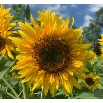Rohrer Seeds Starburst Lemon Eclair Sunflower Seeds