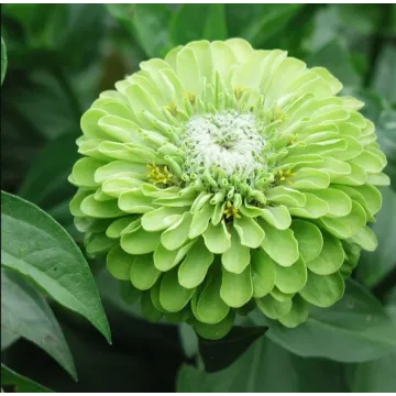 Rohrer Seeds Envy Green Zinnia Seed Packet