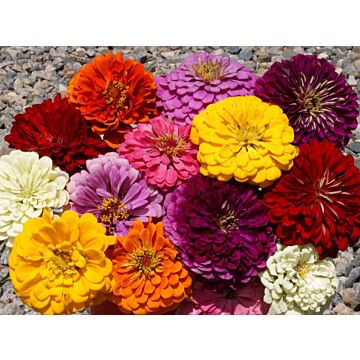 Rohrer Seeds Zinnia Elegans 5-8 1/4 in Annual Zinnia Dahlia Mixed Flower Seeds