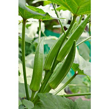 Rohrer Seeds 7-10 1/2 in 6 in Clemson Spineless Okra Seeds