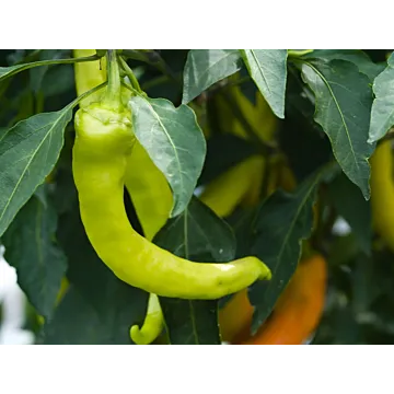 Rohrer Seeds 7-21 1/4 in 6 in Sweet Banana Pepper Seeds