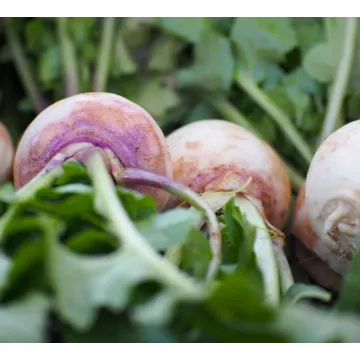 Rohrer Seeds Purple Top White Globe Turnip Seeds