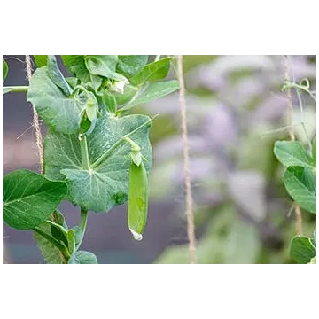 Rohrer Seeds Dwarf WhiteBlossom SugerPeas 1lb