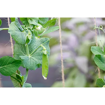 Rohrer Seeds 2 oz 7-15 3/4-1 in Dwarf White Blossom Sugar Pea Seeds