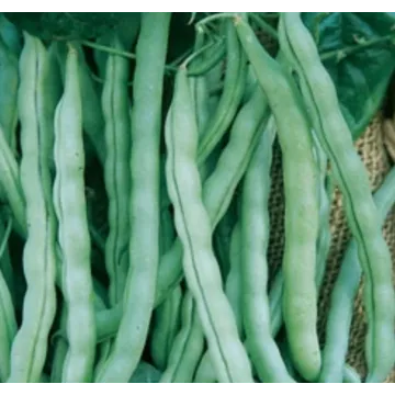 Rohrer Seeds Kentucky Wonder Pole Bean Seeds - 2 oz