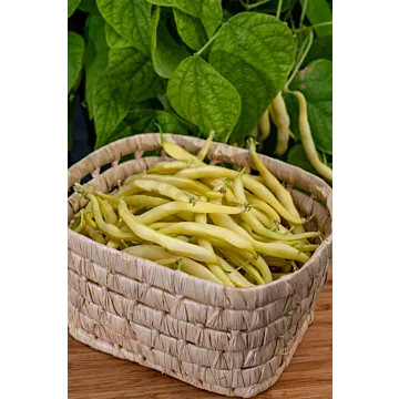 Rohrer Seeds 2 oz 8-16 1-1 1/2 in Round Yellow Pod Pusj Pencil Pod/BlackWax Bean Seeds