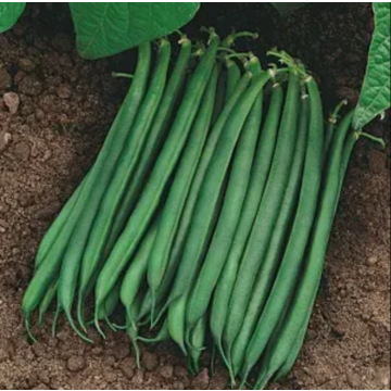 Valentino Green Bean Seeds