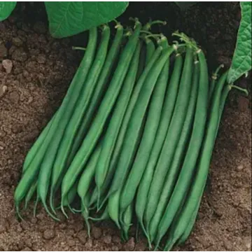 Valentino Green Bean Seeds