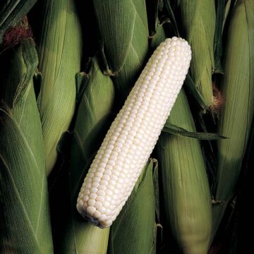 Rohrer Seeds Silver King Sweet Corn Seeds - 1/2 lb