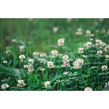 Rohrer Seeds 1 lb 4000 sq-ft Rohrer Seeds White Clover Seed