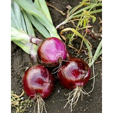 Rohrer Seeds Ruby Red Onion Seeds - 1 lb