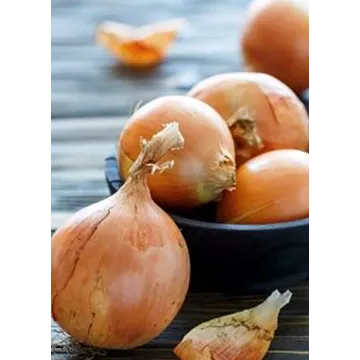 Rohrer Seeds Yellow Sweet Spanish Onion Seeds - 1 lb
