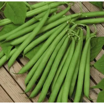Bronco Bean Seeds