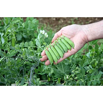 Early Frosty Pea Seeds