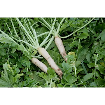 Groundhog Radish Cover Crop Seeds