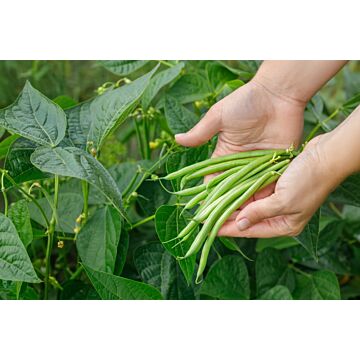 Jade Bean Seeds