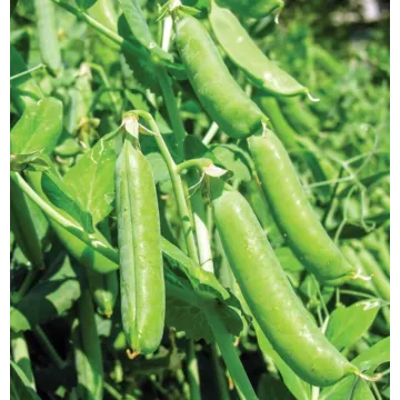 Bolero Pea Seeds 